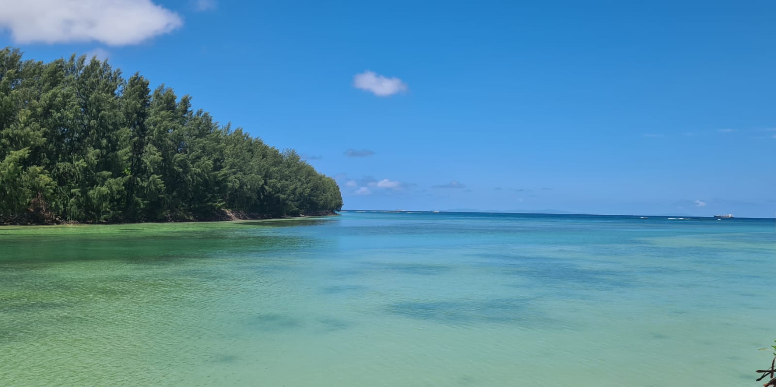 Turquoise water and tree-lined coast viewed from Spicy Breeze